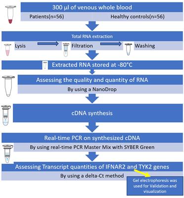 Evaluation of IFNAR2 and TYK2 transcripts’ prognostic role in COVID-19 patients: a retrospective study